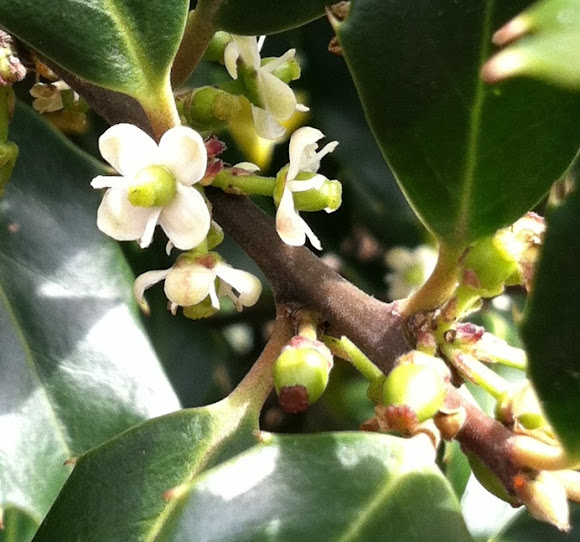 Spotting Image 1