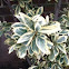 Euonymus
