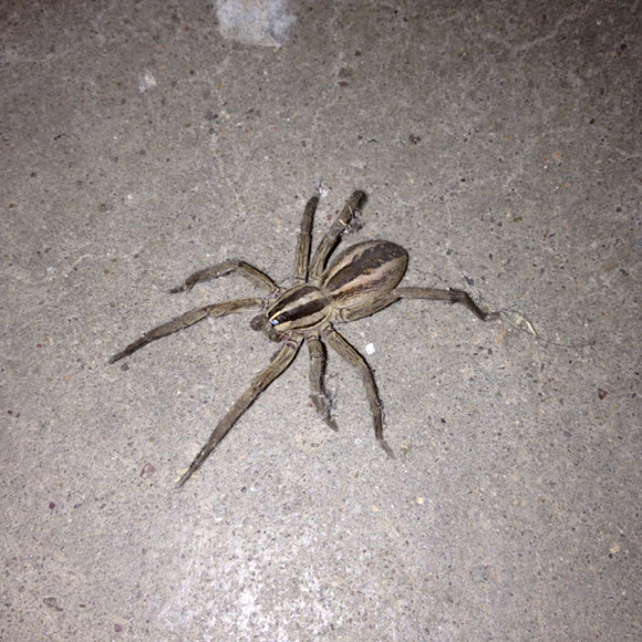 Texas Wolf Spider | Project Noah