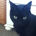 Black cat