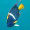 King angelfish