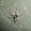 Jumping Spider (Male)