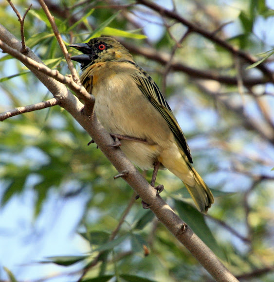 Spotting Image 1