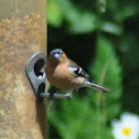 Chaffinch