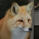 Red Fox