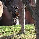 Okapi