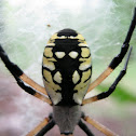 Writing  Spider