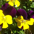 Pansy