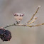 oak galls