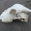Goat skull