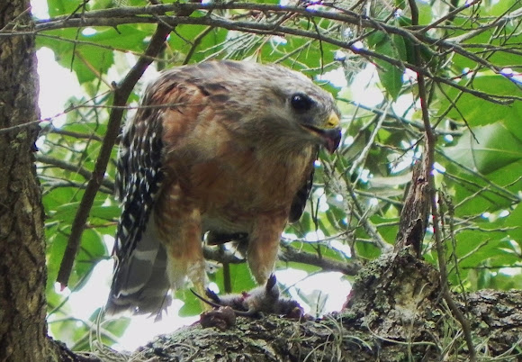 Spotting Image 1