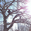 Bur Oak