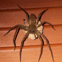 Huntsman Spider