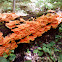 Chicken Mushroom