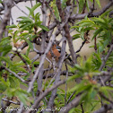Chaffinch; Pinzón Común
