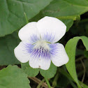 violet