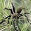 Texas Brown Tarantula
