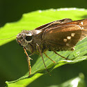 Skipper