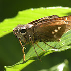 Skipper