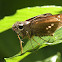 Skipper