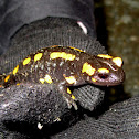 Fire Salamander