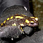Fire Salamander