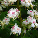 Horse Chestnut, bloom