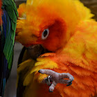 Sun conure