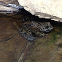 American bullfrog