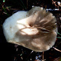 Polypore