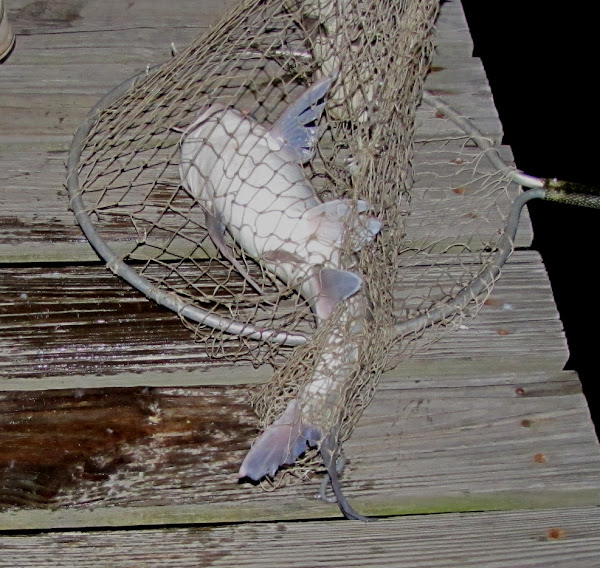 Gafftopsail catfish Project Noah