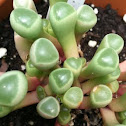 Baby toes