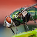 Common Green Bottle Fly