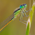 Iberian Bluetail