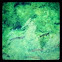 Trout