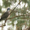 Columba palumbus