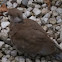 Collared dove