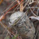 Differentiate Grasshopper