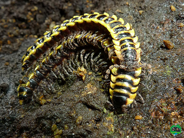 Asian millipede