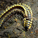 Asian millipede