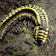 Asian millipede