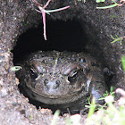 California Toad