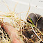 Southern Short-tailed Shrew