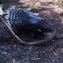 Porcupine