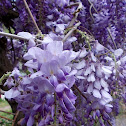 Chinese wisteria (γλυσίνα)