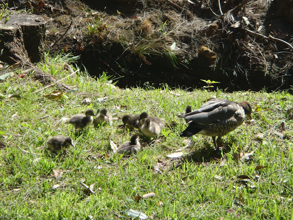 Spotting Image 1