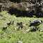 Wood Duck