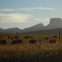 American Bison