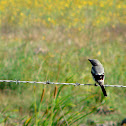 Loggerhead Shrike