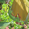 Cuban Knight Anole